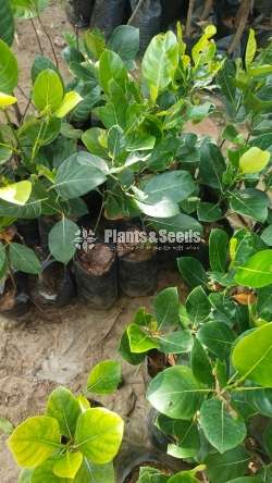 Fruits plant package