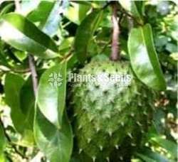 Fruits plant package