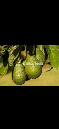 Fruits plant package