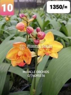 Ground Orchid ( නිරෝගී ග්‍රවුන්ඩ් ඕකිඩ්)