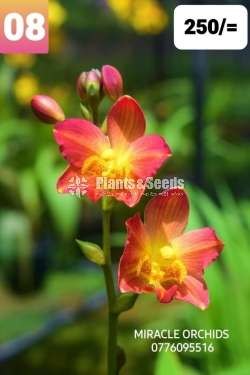 Ground Orchid ( නිරෝගී ග්‍රවුන්ඩ් ඕකිඩ්)