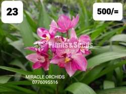 Ground Orchid ( නිරෝගී ග්‍රවුන්ඩ් ඕකිඩ්)