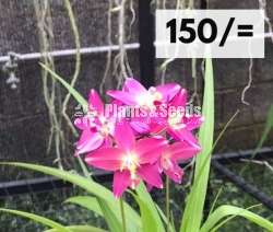 Ground Orchid ( නිරෝගී ග්‍රවුන්ඩ් ඕකිඩ්)