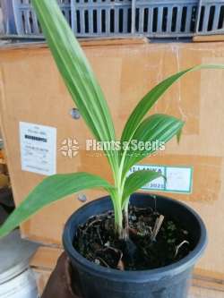 Ground Orchid ( නිරෝගී ග්‍රවුන්ඩ් ඕකිඩ්)