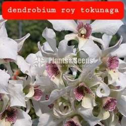 Dendrobium roy tokunaga Orchid