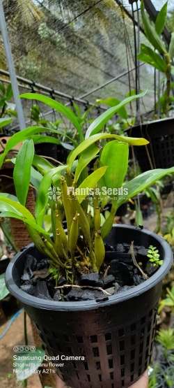 Dendrobium roy tokunaga Orchid