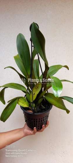 Cattleya Anna Orchid