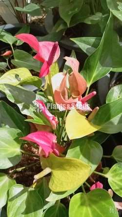 ශීරානො (Shirano Anthurium)