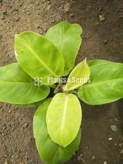 Aglonema Plants