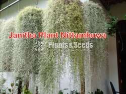 Spanish Moss මව් ශාක සහ පැල 