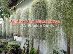 Spanish Moss මව් ශාක සහ පැල 