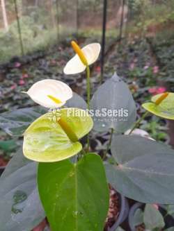 වැනිලා යේලෝ මල් (Vanilla Yellow)