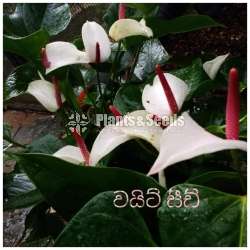 ලේඩ් ජේන් සීඩ්