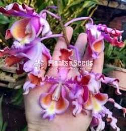 Schomburgkia Tibicinis Orchid