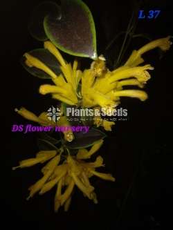 Lipsticks -Flower Plants