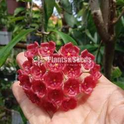 හෝයා(Hoya) මව් ශාක සහ පැළ