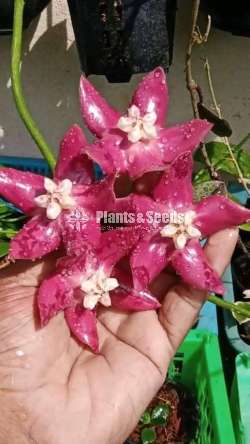 හෝයා(Hoya) මව් ශාක සහ පැළ