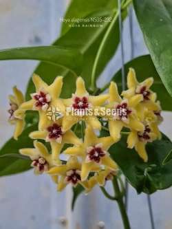 හෝයා(Hoya) මව් ශාක සහ පැළ