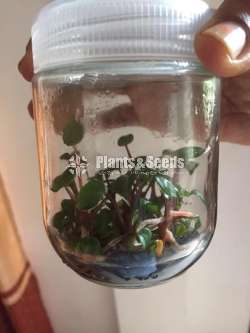 Tissue culture බෝතල් 