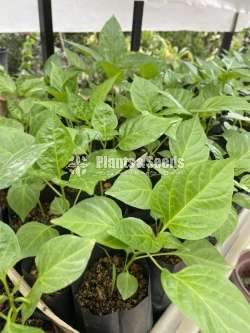 නයි මිරිස් පැල (Nimiris Plants)