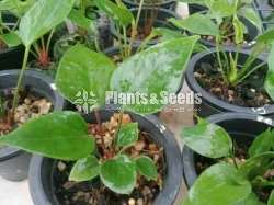 Anthurium Bangkok Seed පැල