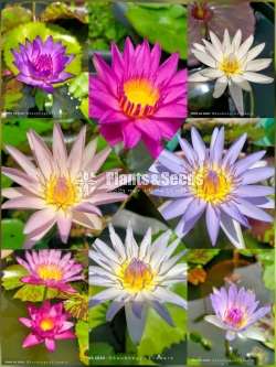 Water Plants