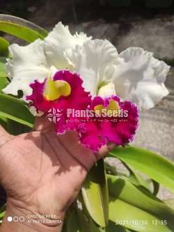 Catliya Orchids
