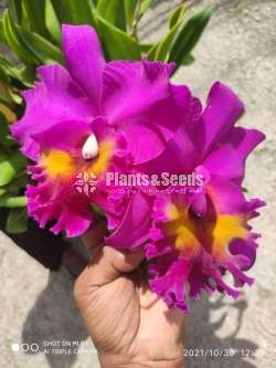 Catliya Orchids