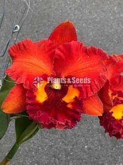 Catliya Orchids