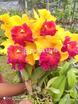 Catliya Orchids