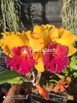 Catliya Orchids
