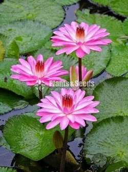 Water Plants -ලා රෝස ඕලු