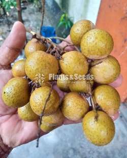 ගන්නෝරුව මොර 1 ( නීරෝධා )
