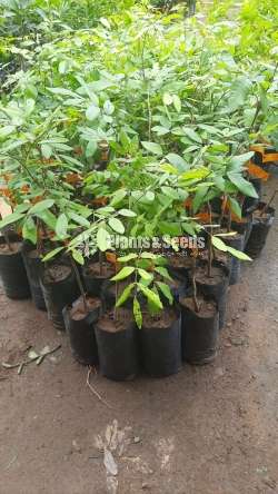 ගන්නෝරුව මොර 1 ( නීරෝධා )