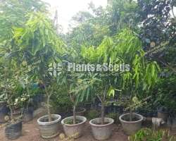 වෙල්ලෙයිකොලොම්බන් Mango