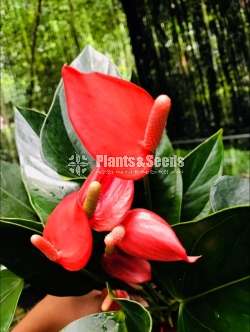  ලේඩී ජේන් 