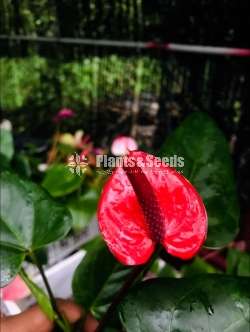  ලේඩී ජේන් 
