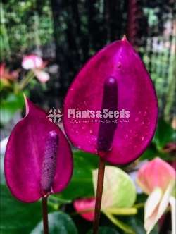  ලේඩී ජේන් 