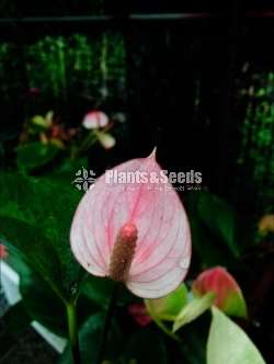  ලේඩී ජේන් 