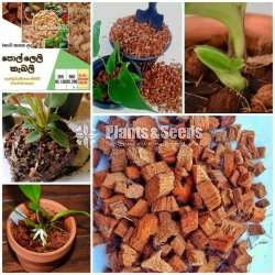【﻿සරු　සාර】නිෂ්පාදන) 