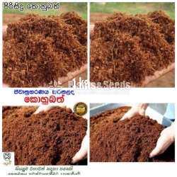 【Nutritious Coconut Products】