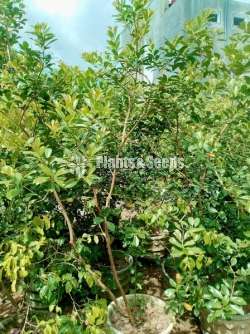 චීන පේර ගස් විකිණීමට ඇත