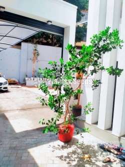 චීන පේර ගස් විකිණීමට ඇත