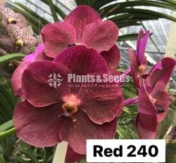 වැන්ඩා ,කැට්ලියා පැල විකිණීමට(Orchid for sale)