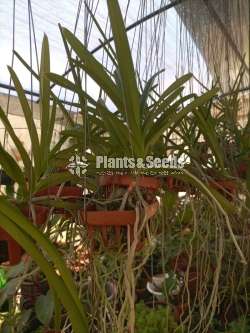 වැන්ඩා ,කැට්ලියා පැල විකිණීමට(Orchid for sale)