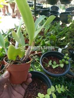 වැන්ඩා ,කැට්ලියා පැල විකිණීමට(Orchid for sale)
