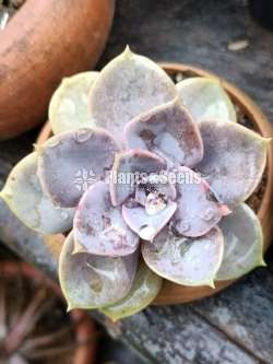 cactus and succulents 