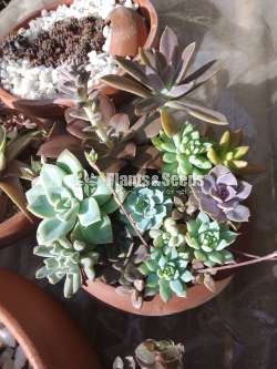 Decorated plants with cactus and succulents