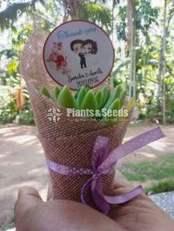 Decorated plants with cactus and succulents