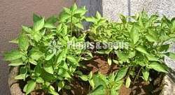 ඉතා උසස් තත්වයේ මිරිස් පැල 